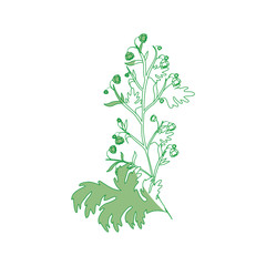 Beautiful ornamental flowers icon vector illustration graphic design