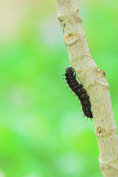 worm