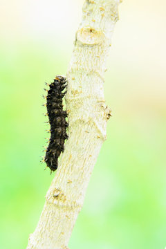 worm