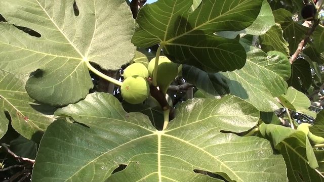 Green Figs and leaves on the tree 