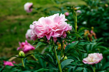 peony in natural background