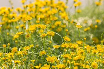 Daisy flowers - yellow flowers