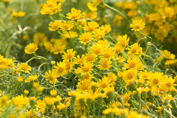 Daisy flowers - yellow flowers