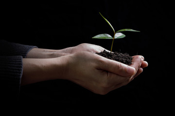 Two hands holding and caring a young green plant / planting tree / growing a tree / love nature / save the world
