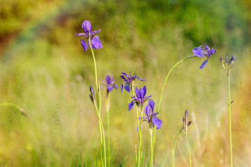 Iris sibirica, commonly known as Siberian iris or Siberian flag, growing in the meadow close to the Dnieper river in Kiev, Ukraine, under the soft morning sun. Texture effect.