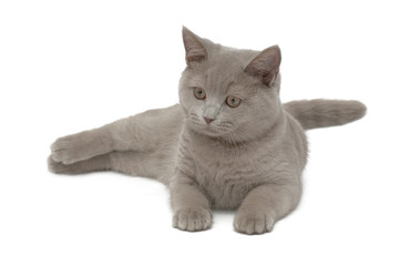 British blue cat is lying on a white background