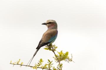 Roller Bird Tanzania Serengeti Africa 