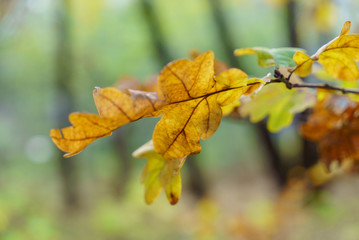 autumn leaves