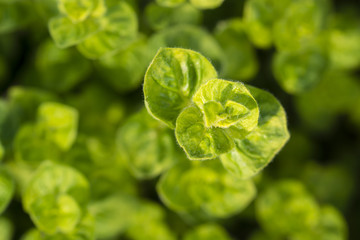 Herb green with small flowers.