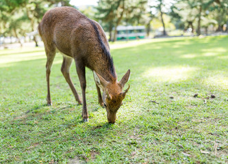 Deer eating grass