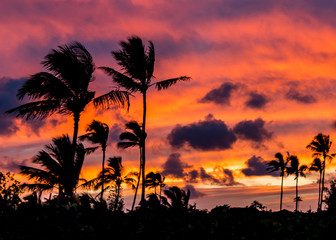 Obraz na płótnie Canvas Palm Trees at Sunrise