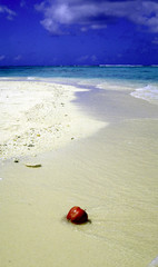 Obraz premium 海とリンゴ