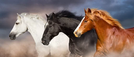 Gordijnen Het portret van de paardenkudde rent snel tegen de donkere lucht in stof © callipso88