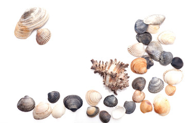 Group of seashells
