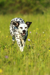 Dalmatiner Hund rennt frontal &uuml;ber eine Sommerwiese