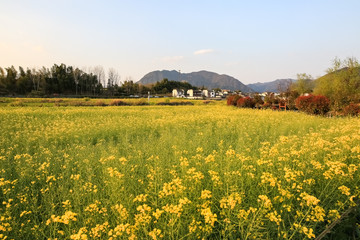 rapeseed flowers and anhui traditional village