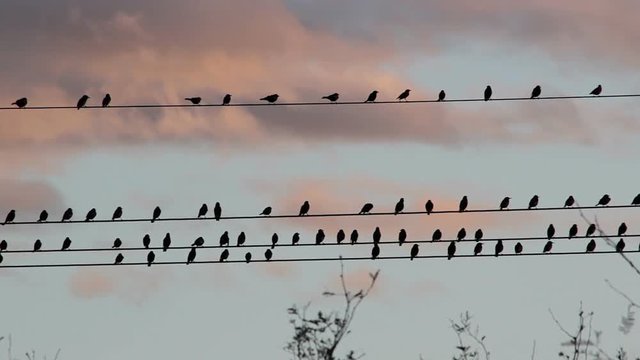 Close view of a group of birds gathered on telephone wires and silhouetted against a sunset