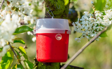 Red and white pheromone trap to lure insects. Here on a cherry tree in bloom. - 158821225
