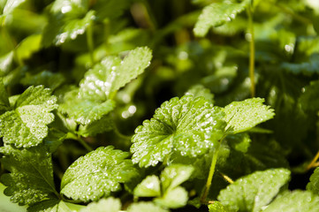 water drops