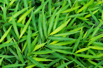 Bamboo leaves are green in sunny day.It was took by selective focus.