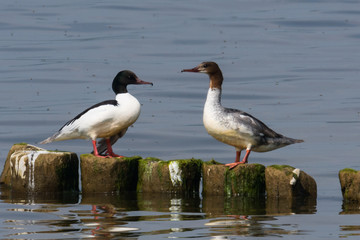 common merganser or goosander on a lake