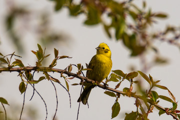 Yellowhammer