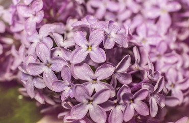 Fototapeta premium Lilac flowers close-up. Water drops on flowers