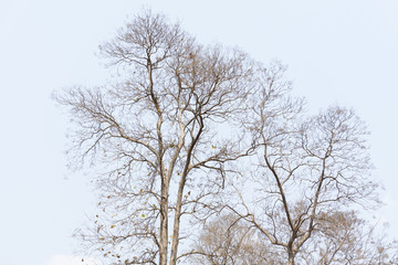 Fototapeta na wymiar teak tree on blue sky