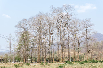 teak tree on blue sky