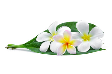 frangipani or plumeria (tropical flowers) with green leaves isolated on white background