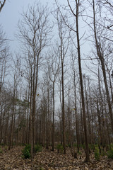 Obraz premium teak tree on blue sky