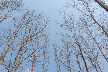teak tree on blue sky