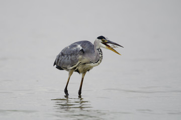 Grey Heron Ardea cinerea with fish, natural background