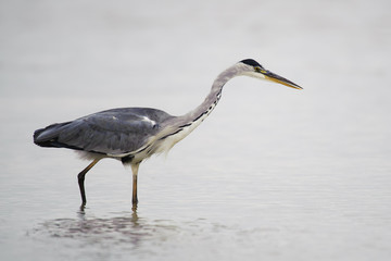 Grey Heron Ardea cinerea, natural background