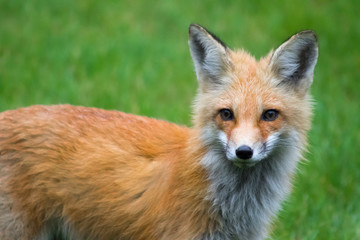 fox stare