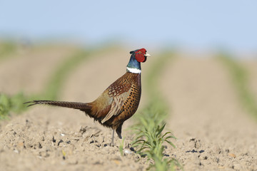 Pheasant  Phasianus colchicus - adult male, agriculture field natural background 