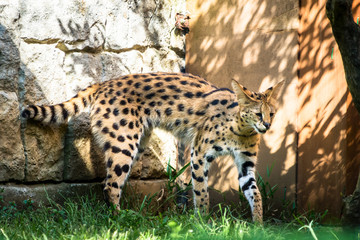 Serval - サーバル３