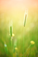 Close up of grain field in summer.