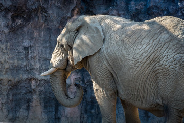 African elephant - アフリカゾウ２