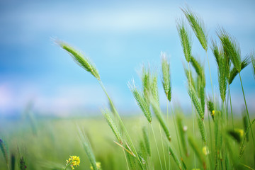 Close up of grain field in summer.