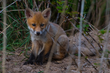 cute fox cub at the entrance of the den