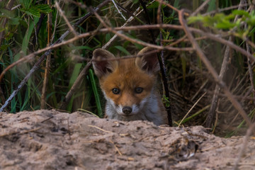 Naklejka na ściany i meble cute fox cub at the entrance of the den