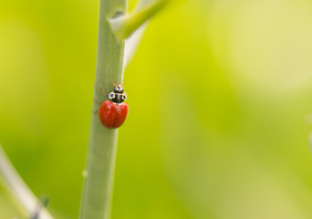 Western Blood Red Ladybug climbing a stem