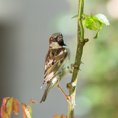 House sparrow perched on a rose bush