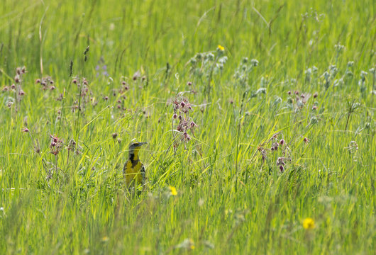 Western Meadowlark (Sturnella neglecta) peeking out from a grassy meadow