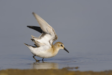 Little Stint Calidris minuta, foraging bird, water background, close-up