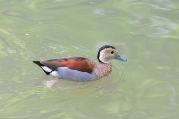 Ringed Teal, Callonetta leucophrys, colorful duck
