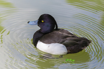 Tufted Duck, Aythya fuligula, duck