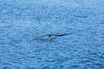 Black Skimmer (Rynchops niger) 001