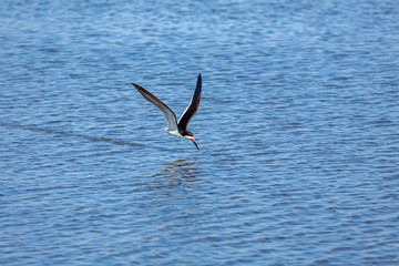 Black Skimmer (Rynchops niger) 003